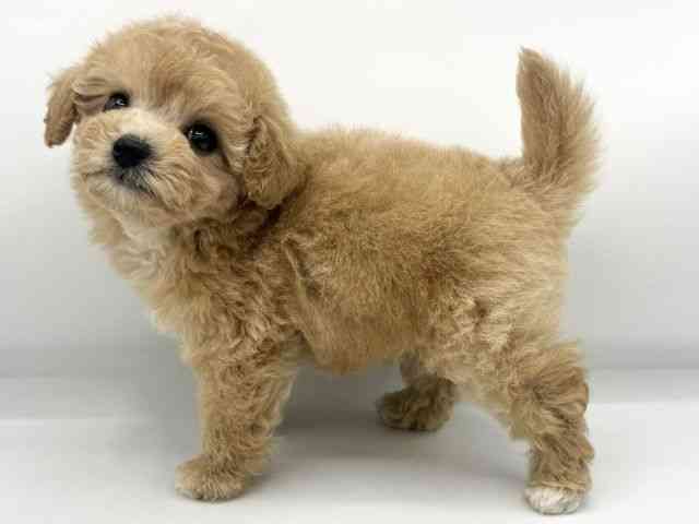 大阪府のハーフ犬・ミックス犬 (ひごペットフレンドリーららぽーとEXPOCITY店/2025年9月22日生まれ/女の子/アプリコット)の子犬の2枚目の画像