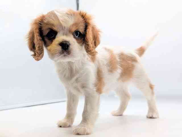 香川県のキャバリアキングチャールズスパニエル (ひごペットフレンドリーゆめタウン高松店/2025年9月22日生まれ/女の子/ブレンハイム)の子犬の2枚目の画像