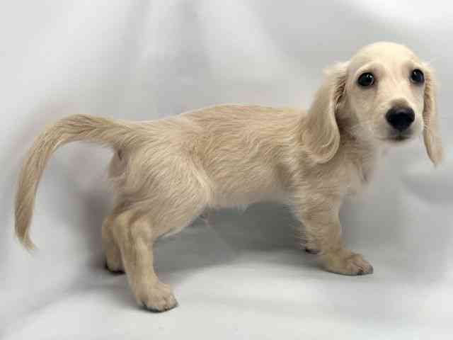 大阪府のミニチュアダックスフンド(ロング) (ひごペットフレンドリー東淀川店/2025年9月22日生まれ/男の子/イエロー)の子犬の2枚目の画像