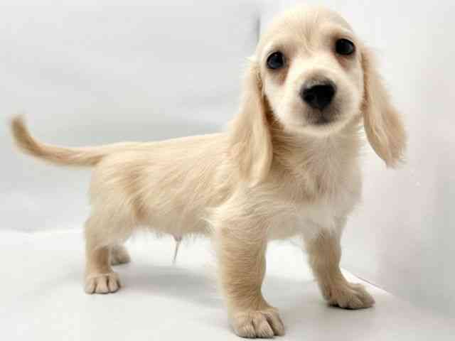 大阪府のミニチュアダックスフンド(ロング) (ひごペットフレンドリー東淀川店/2025年9月22日生まれ/男の子/イエロー)の子犬の2枚目の画像