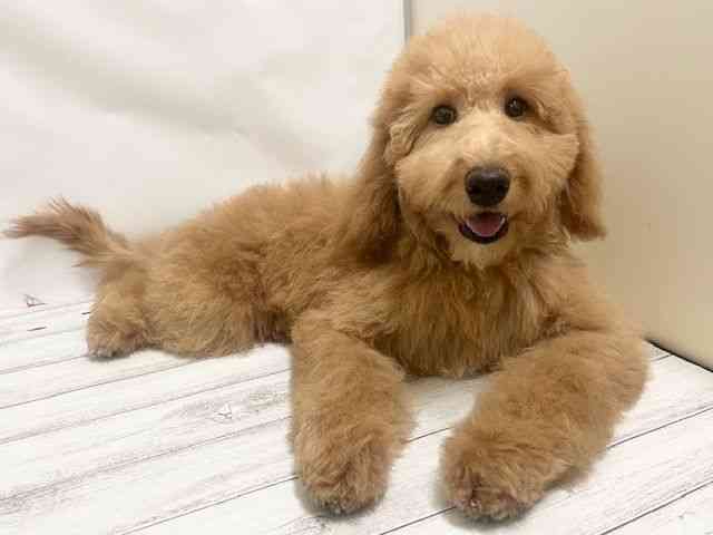 和歌山県のスタンダードプードル (ひごペットフレンドリーパームシティ和歌山店/2025年7月16日生まれ/女の子/アプリコット)の子犬の2枚目の画像