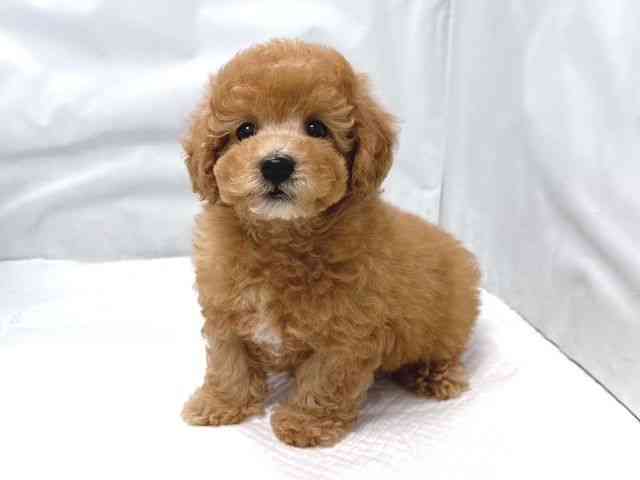 大阪府のトイプードル(トイ) (ひごペットフレンドリー堺プラットプラット店/2025年9月17日生まれ/男の子/アプリコット)の子犬の2枚目の画像