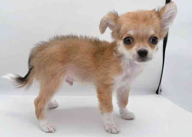 島根県のチワワ(ロング) (ひごペットフレンドリーイオン松江ショッピングセンター店/2025年9月19日生まれ/男の子/フォーンホワイト)の子犬の2枚目の画像