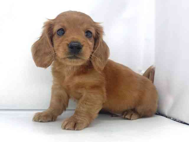 兵庫県のミニチュアダックスフンド(ロング) (ひごペットフレンドリーイオンタウン加古川店/2025年9月21日生まれ/男の子/ゴールド)の子犬の2枚目の画像