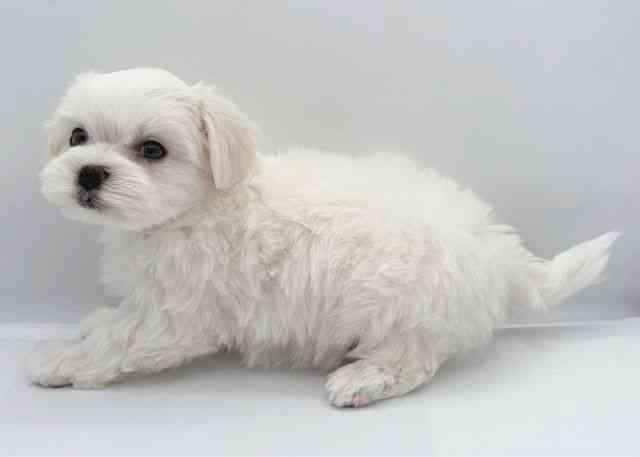 島根県のハーフ犬・ミックス犬 (ひごペットフレンドリーイオン松江ショッピングセンター店/2025年9月23日生まれ/男の子/ホワイト)の子犬の2枚目の画像