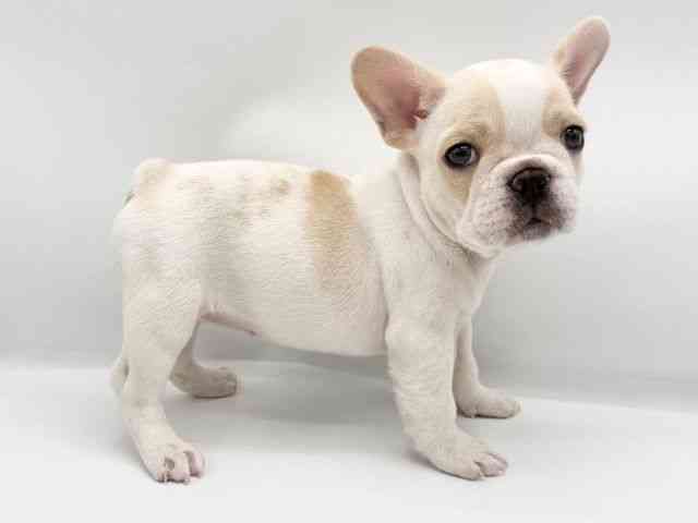 大阪府のフレンチブルドッグ (ひごペットフレンドリーららぽーとEXPOCITY店/2025年9月21日生まれ/女の子/パイド)の子犬の2枚目の画像