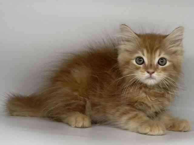 徳島県のラガマフィン (ひごペットフレンドリーゆめタウン徳島店/2025年9月5日生まれ/男の子/レッドタビー)の子猫の2枚目の画像