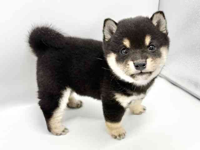 大阪府の柴犬(標準サイズ) (ひごペットフレンドリーイオンタウン豊中庄内店/2025年9月19日生まれ/男の子/黒)の子犬の2枚目の画像