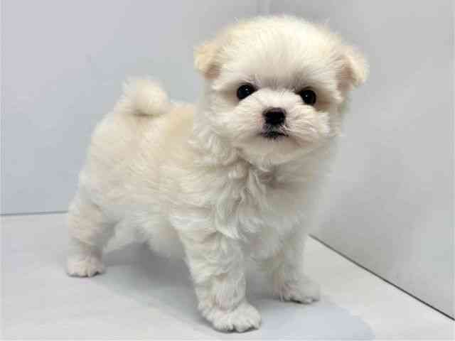 大阪府のチワマル/マルチワ(チワワ×マルチーズ) (ひごペットフレンドリーセブンパーク天美店/2025年9月22日生まれ/女の子/ホワイト)の子犬の2枚目の画像