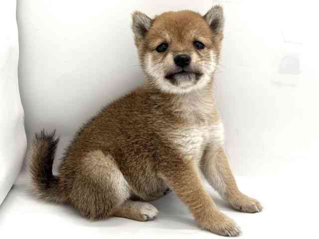 京都府の柴犬(標準サイズ) (ひごペットフレンドリー京都店/2025年9月21日生まれ/女の子/赤)の子犬の2枚目の画像