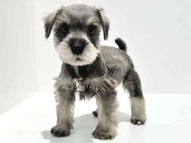 大阪府のミニチュアシュナウザー (ひごペットフレンドリーイオン高槻店/2025年9月20日生まれ/男の子/ソルトペッパー)の子犬の2枚目の画像