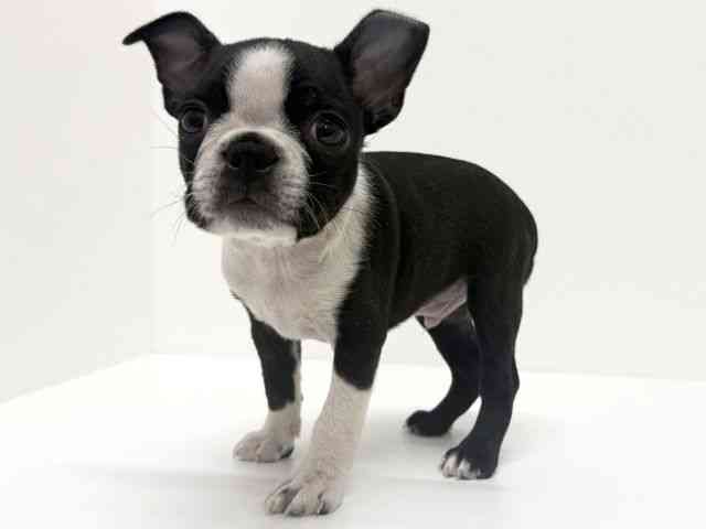 大阪府のボストンテリア (ひごペットフレンドリーくずはモール店/2025年9月22日生まれ/男の子/ボストンカラー)の子犬の2枚目の画像
