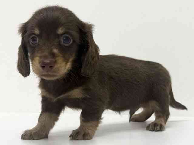 大阪府のミニチュアダックスフンド(ロング) (ひごペットフレンドリーくずはモール店/2025年9月21日生まれ/男の子/チョコレートタン)の子犬の2枚目の画像