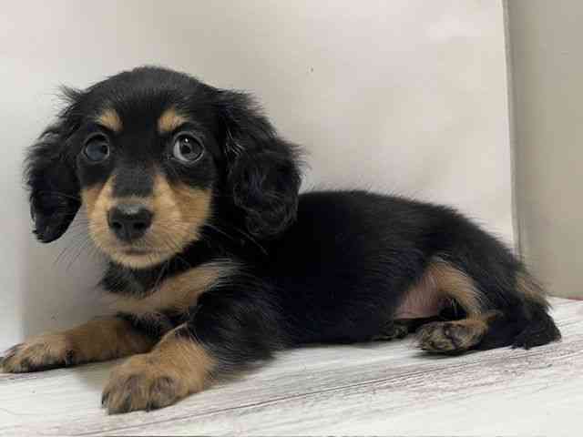 和歌山県のミニチュアダックスフンド(ロング) (ひごペットフレンドリーパームシティ和歌山店/2025年9月22日生まれ/女の子/ブラックイエロー)の子犬の2枚目の画像