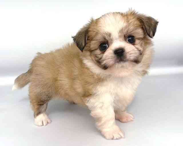 大阪府のチワペキ/ペキチー/ペキチワ(チワワ×ペキニーズ) (ひごペットフレンドリー岸和田店/2025年9月18日生まれ/男の子/ホワイトレッド)の子犬の2枚目の画像