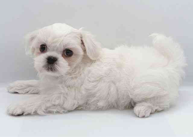 島根県のペキマル/マルペキ(ペキニーズ×マルチーズ) (ひごペットフレンドリーイオン松江ショッピングセンター店/2025年9月19日生まれ/女の子/ホワイト)の子犬の2枚目の画像