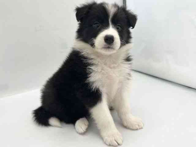 京都府のボーダーコリー (ひごペットフレンドリー京都店/2025年9月21日生まれ/女の子/ブラックホワイト)の子犬の2枚目の画像