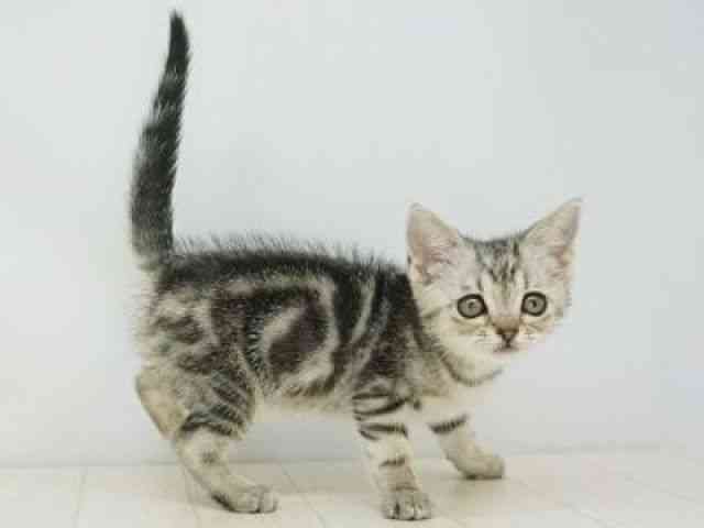 福岡県のアメリカンショートヘアー (ひごペットフレンドリーゆめタウン筑紫野店/2025年9月9日生まれ/女の子/シルバータビー)の子猫の2枚目の画像