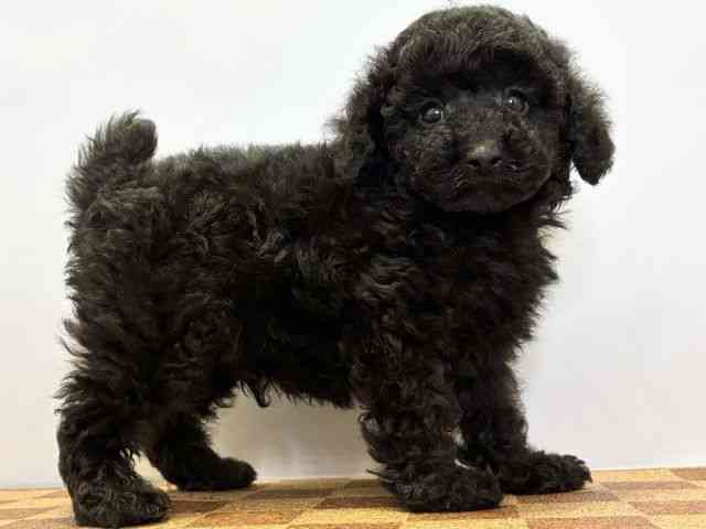 愛媛県のトイプードル(トイ) (ひごペットフレンドリーエミフルMASAKI店/2025年9月22日生まれ/男の子/ブラック)の子犬の2枚目の画像