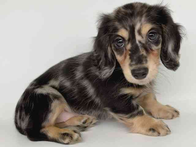 大阪府のミニチュアダックスフンド(ロング) (ひごペットフレンドリー瓜破店/2025年9月21日生まれ/女の子/シルバーダップル)の子犬の2枚目の画像