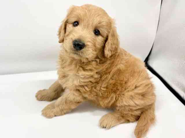 大阪府のゴールデンドゥードゥル(ゴールデン×プードル) (ひごペットフレンドリーイオンタウン豊中庄内店/2025年9月22日生まれ/女の子/レッド)の子犬の2枚目の画像