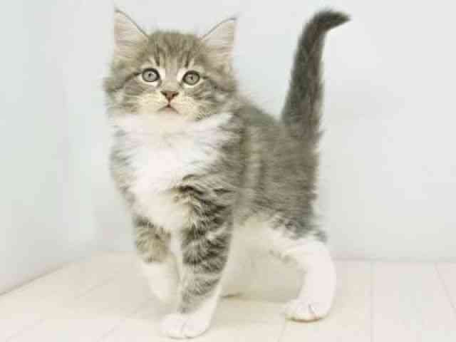 福岡県のメインクーン (ひごペットフレンドリーゆめタウン筑紫野店/2025年9月23日生まれ/男の子/ブルータビーホワイト)の子猫の2枚目の画像