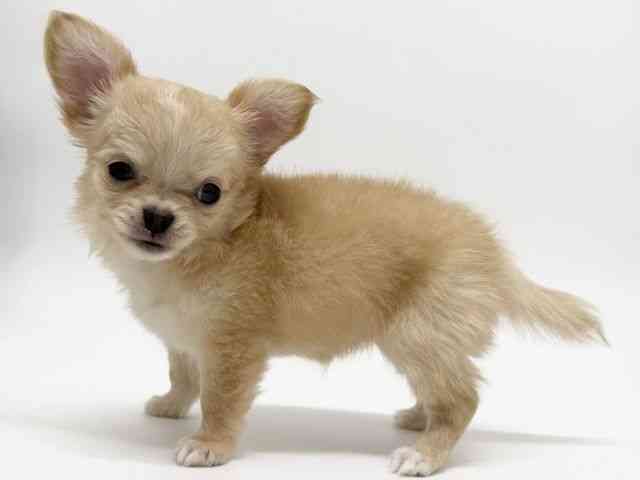 広島県のチワワ(ロング) (ひごペットフレンドリーフジグラン神辺店/2025年9月20日生まれ/女の子/クリームホワイト)の子犬の2枚目の画像