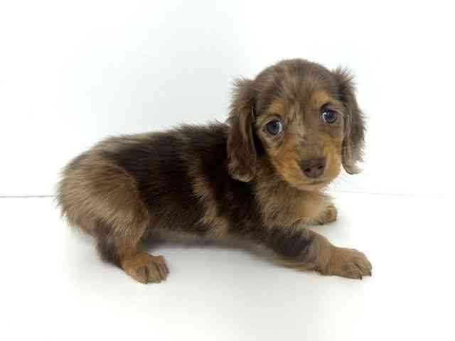 大阪府のミニチュアダックスフンド(ロング) (ひごペットフレンドリーベルファⅡ都島店/2025年9月23日生まれ/女の子/チョコレートダップル)の子犬の2枚目の画像