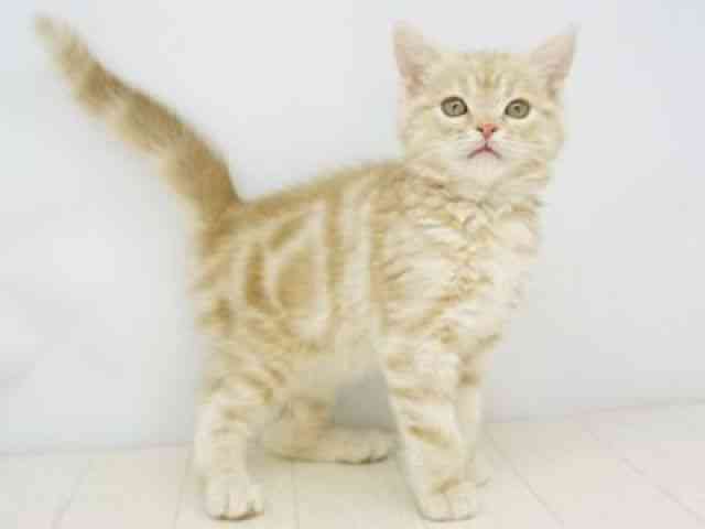 福岡県のスコティッシュフォールド (ひごペットフレンドリーゆめタウン筑紫野店/2025年9月16日生まれ/男の子/クリームタビー)の子猫の2枚目の画像