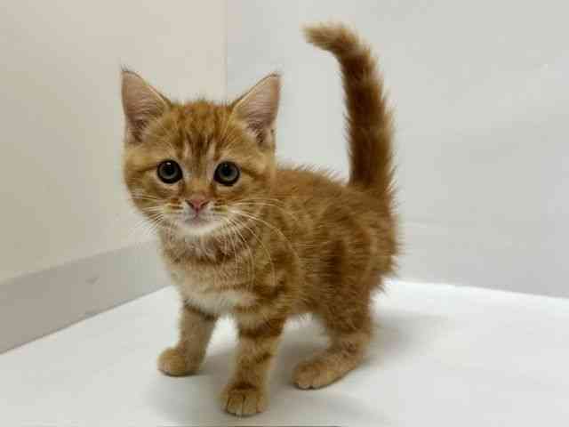 大阪府のスコティッシュフォールド (ひごペットフレンドリーアクロスプラザ住之江店/2025年9月16日生まれ/男の子/レッドタビー)の子猫の2枚目の画像