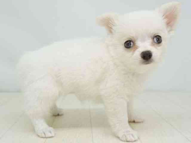 福岡県のチワワ(ロング) (ひごペットフレンドリーゆめタウン筑紫野店/2025年9月22日生まれ/女の子/ホワイトクリーム)の子犬の2枚目の画像