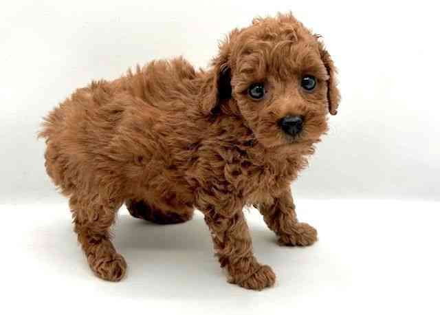 島根県のトイプードル(トイ) (ひごペットフレンドリーイオン松江ショッピングセンター店/2025年9月22日生まれ/女の子/レッド)の子犬の2枚目の画像