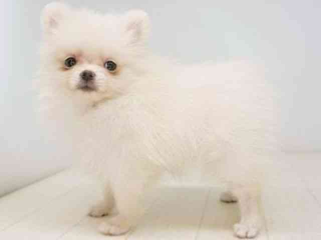 福岡県のポメラニアン (ひごペットフレンドリーゆめタウン筑紫野店/2025年9月18日生まれ/女の子/クリーム)の子犬の2枚目の画像