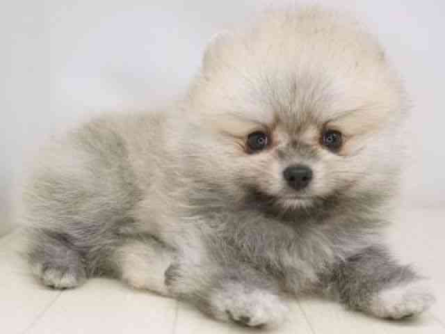 福岡県のポメラニアン (ひごペットフレンドリーゆめタウン筑紫野店/2025年9月19日生まれ/男の子/クリームセーブル)の子犬の2枚目の画像