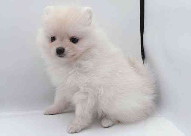 島根県のポメラニアン (ひごペットフレンドリーイオン松江ショッピングセンター店/2025年9月19日生まれ/女の子/ホワイト)の子犬の2枚目の画像