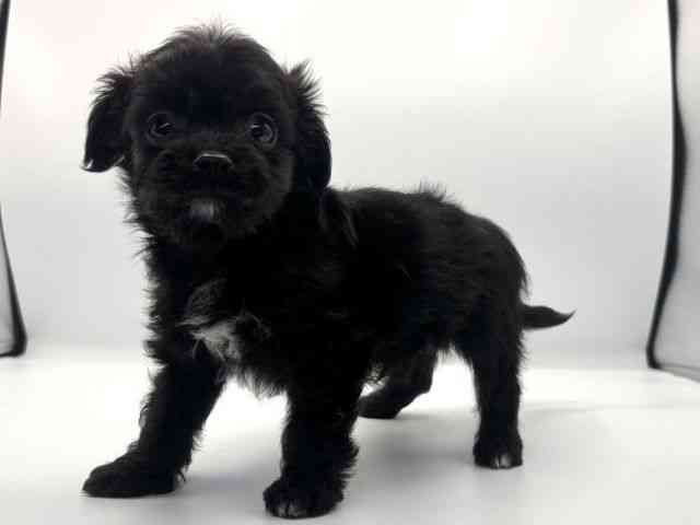 愛知県のチワプー/プーチー(チワワ×プードル) (ひごペットフレンドリープライムツリー赤池店/2025年9月22日生まれ/男の子/ブラック)の子犬の2枚目の画像