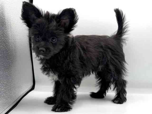 愛知県のチワプー/プーチー(チワワ×プードル) (ひごペットフレンドリープライムツリー赤池店/2025年9月22日生まれ/男の子/ブラック)の子犬の2枚目の画像