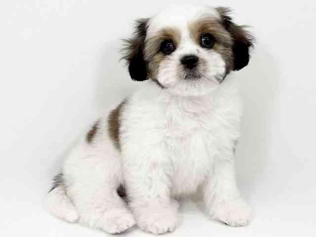 京都府のハーフ犬・ミックス犬 (ひごペットフレンドリーイズミヤショッピングセンター八幡店/2025年9月22日生まれ/女の子/ゴールドホワイト)の子犬の2枚目の画像