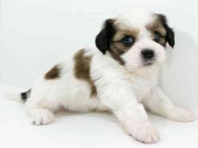 京都府のハーフ犬・ミックス犬 (ひごペットフレンドリーイズミヤショッピングセンター八幡店/2025年9月22日生まれ/女の子/ゴールドホワイト)の子犬の2枚目の画像