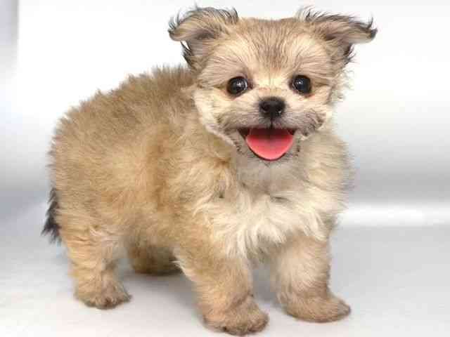 大阪府のポメビション(ポメラニアン×ビションフリーゼ) (ひごペットフレンドリー岸和田店/2025年9月23日生まれ/女の子/オレンジ)の子犬の2枚目の画像