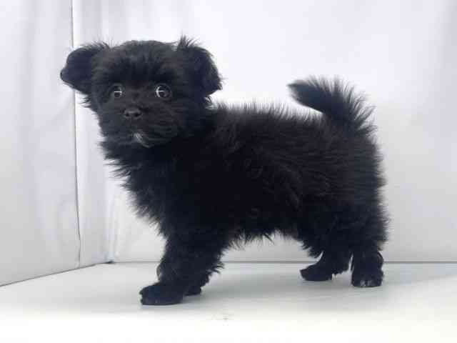 兵庫県のポメマル/マルポメ(ポメラニアン×マルチーズ) (ひごペットフレンドリーイオンタウン加古川店/2025年9月20日生まれ/女の子/ブラック)の子犬の2枚目の画像