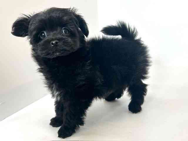 大阪府のポメマル/マルポメ(ポメラニアン×マルチーズ) (ひごペットフレンドリーアクロスプラザ住之江店/2025年9月20日生まれ/女の子/ブラック)の子犬の2枚目の画像