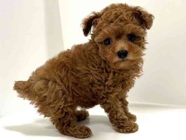 奈良県のトイプードル(トイ) (ひごペットフレンドリーイオンモール橿原ウエスト・ビレッジ店/2025年9月23日生まれ/女の子/レッド)の子犬の2枚目の画像