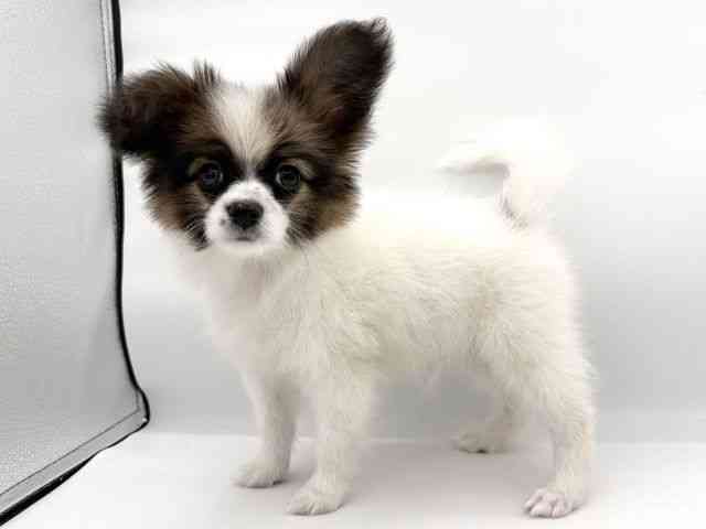 大阪府のパピヨン (ひごペットフレンドリーイオンそよら海老江店/2025年9月22日生まれ/男の子/ホワイトブラウン)の子犬の2枚目の画像