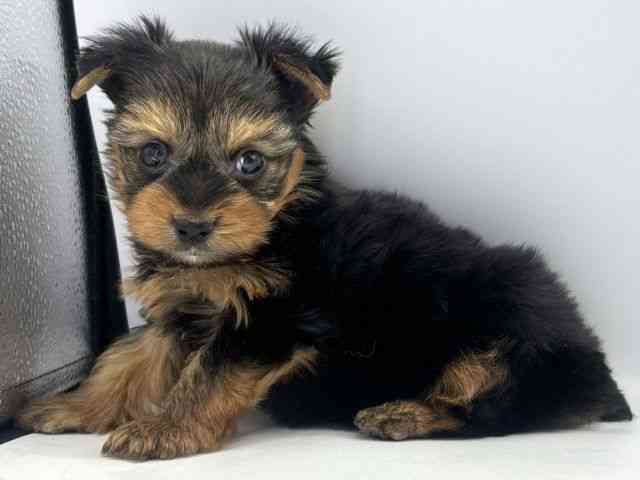 愛知県のヨークシャーテリア (ひごペットフレンドリープライムツリー赤池店/2025年9月23日生まれ/男の子/スチールブルータン)の子犬の2枚目の画像