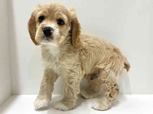 愛知県のアメリカンコッカースパニエル (ひごペットフレンドリーららぽーと名古屋みなとアクルス店/2025年9月23日生まれ/男の子/バフホワイト)の子犬の2枚目の画像