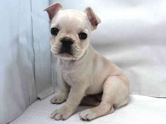 大阪府のフレンチブルドッグ (ひごペットフレンドリー堺プラットプラット店/2025年9月23日生まれ/女の子/クリーム)の子犬の2枚目の画像