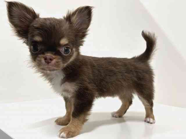 奈良県のチワワ(ロング) (ひごペットフレンドリーイオンモール橿原ウエスト・ビレッジ店/2025年9月18日生まれ/女の子/チョコレートタンホワイト)の子犬の2枚目の画像