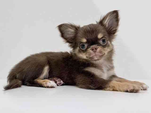 奈良県のチワワ(ロング) (ひごペットフレンドリーイオンモール橿原ウエスト・ビレッジ店/2025年9月18日生まれ/女の子/チョコレートタンホワイト)の子犬の2枚目の画像