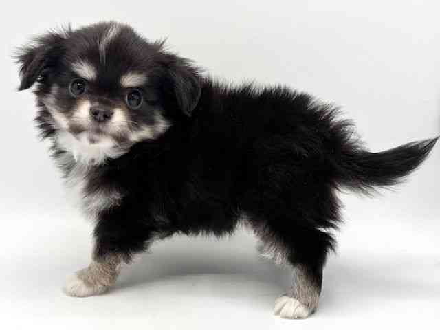 大阪府のチワワ(ロング) (ひごペットフレンドリーみのおキューズモール店/2025年9月21日生まれ/男の子/ブラックタンホワイト)の子犬の2枚目の画像